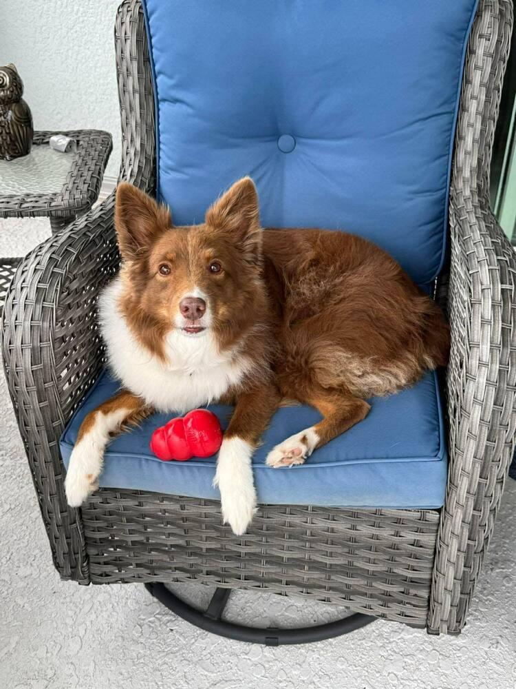 Enlarge Kai aka Kyle, a Adoptable Australian Shepherd in Bradenton, FL image 4/4