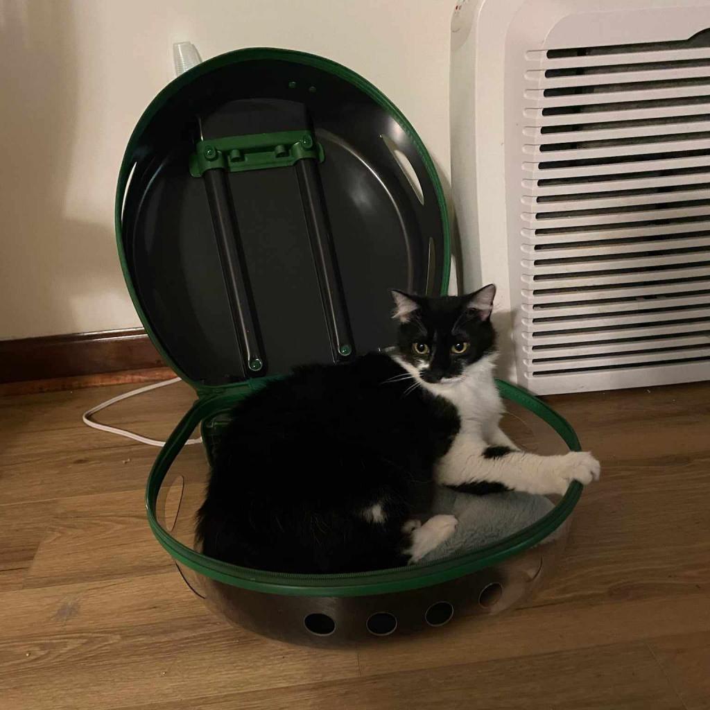 Enlarge Milo, a Adoptable Domestic Medium Hair in Fayetteville, GA image 1/5