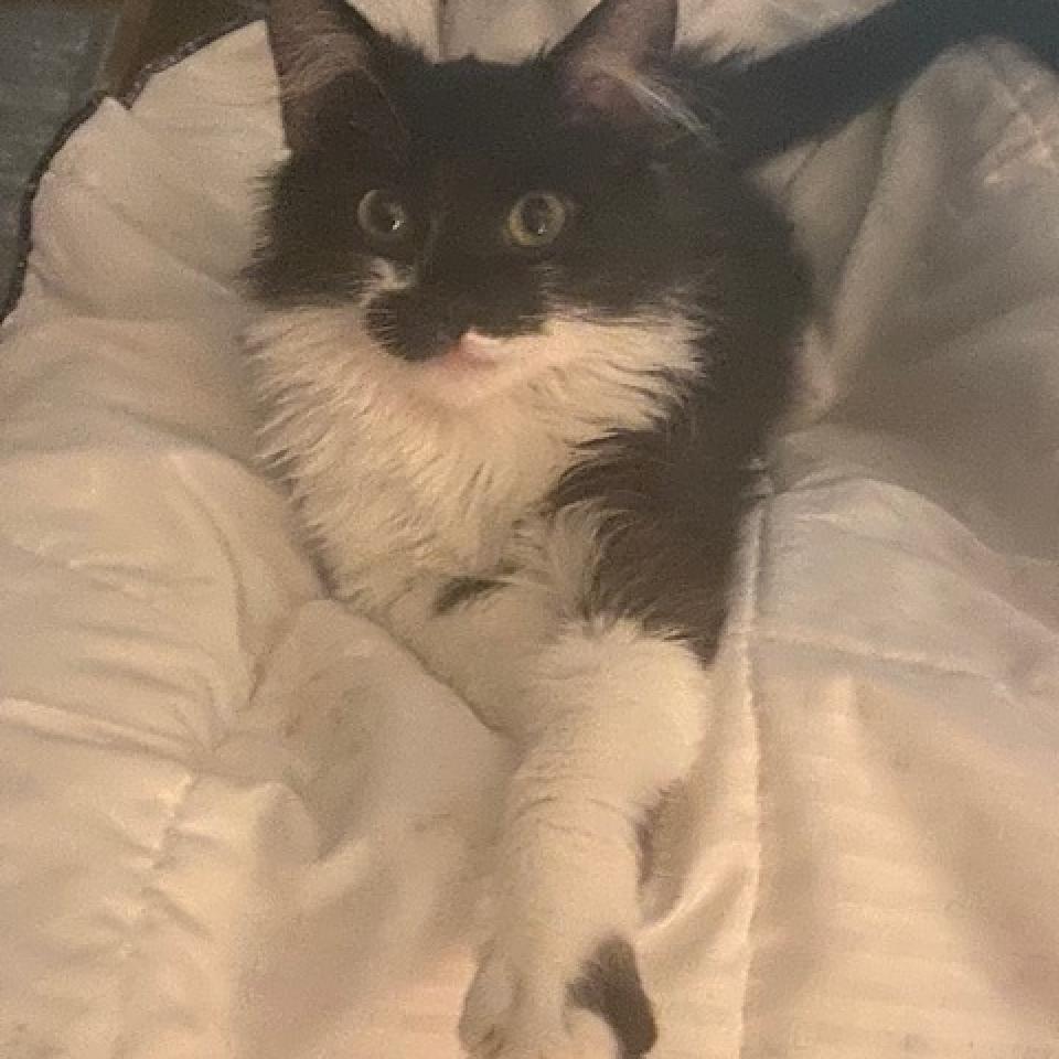 Enlarge Milo, a Adoptable Domestic Medium Hair in Fayetteville, GA image 2/5