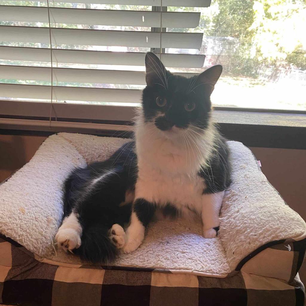 Enlarge Milo, a Adoptable Domestic Medium Hair in Fayetteville, GA image 3/5