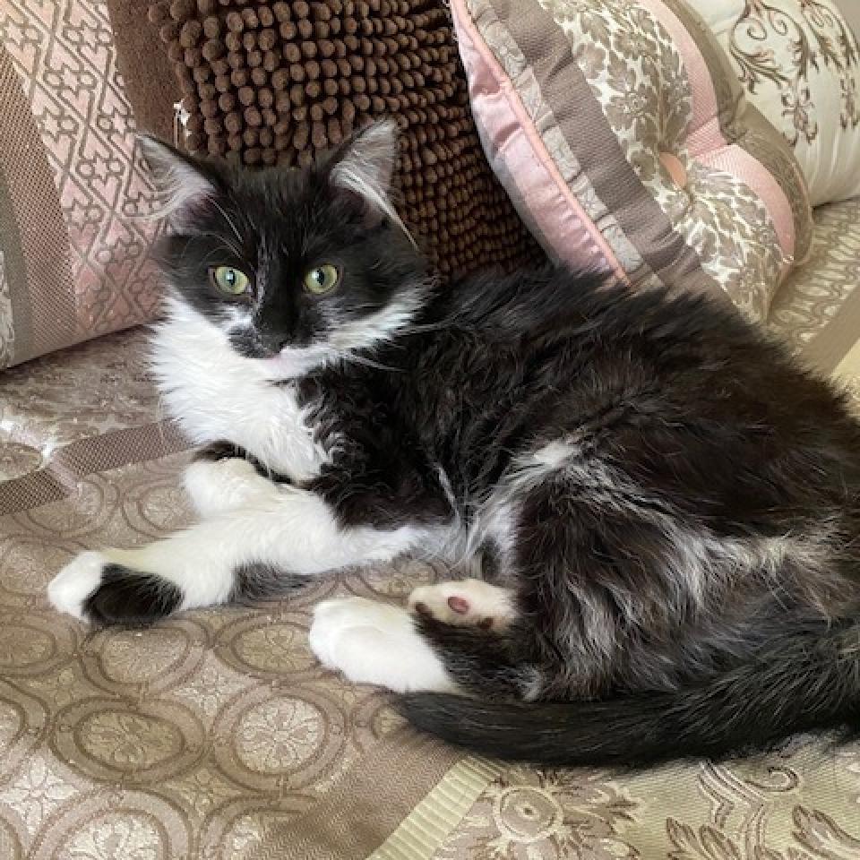 Enlarge Milo, a Adoptable Domestic Medium Hair in Fayetteville, GA image 4/5