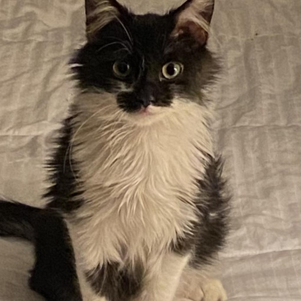 Enlarge Milo, a Adoptable Domestic Medium Hair in Fayetteville, GA image 5/5