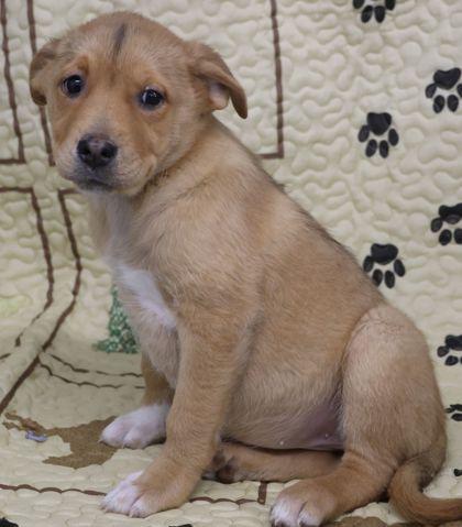 https://www.petfinder.com/dog/daphne-78734446/mn/buffalo/crossroads-animal-shelter-mn15/?referrer_id=695155d0-c0e2-4f0a-820e-c25d95199e10&utm_source=api&utm_medium=partnership&utm_content=695155d0-c0e2-4f0a-820e-c25d95199e10