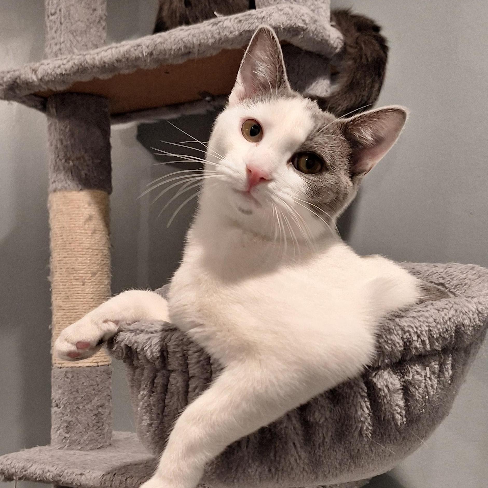 Jade, adopted, Kitten Female Domestic Short Hair.