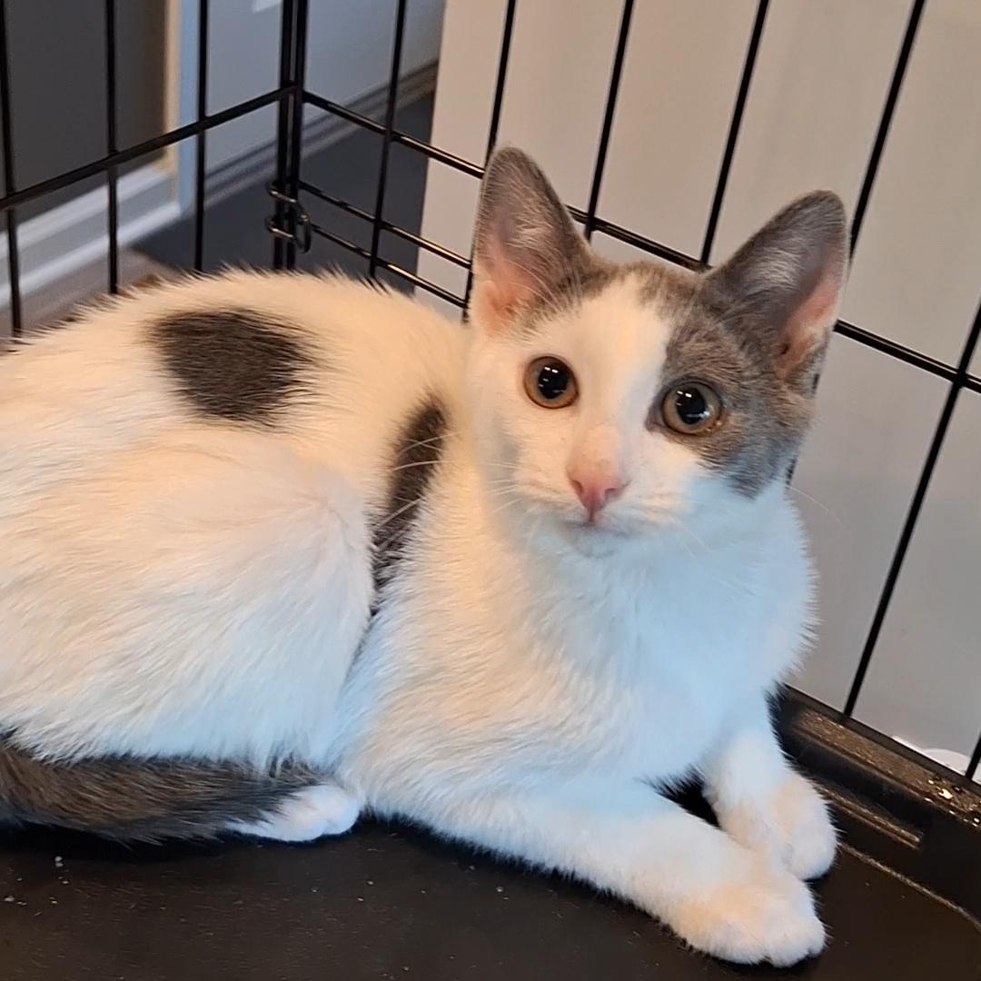 Enlarge Jade, an adopted Domestic Short Hair in BUTLER, PA image 5/6