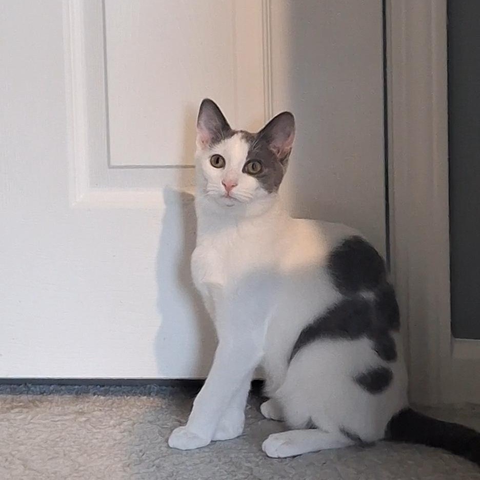 Enlarge Jade, an adopted Domestic Short Hair in BUTLER, PA image 3/6