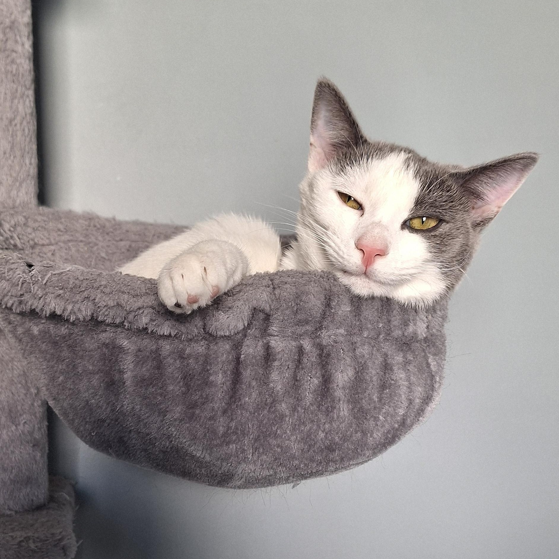 Enlarge Jade, an adopted Domestic Short Hair in BUTLER, PA image 2/6