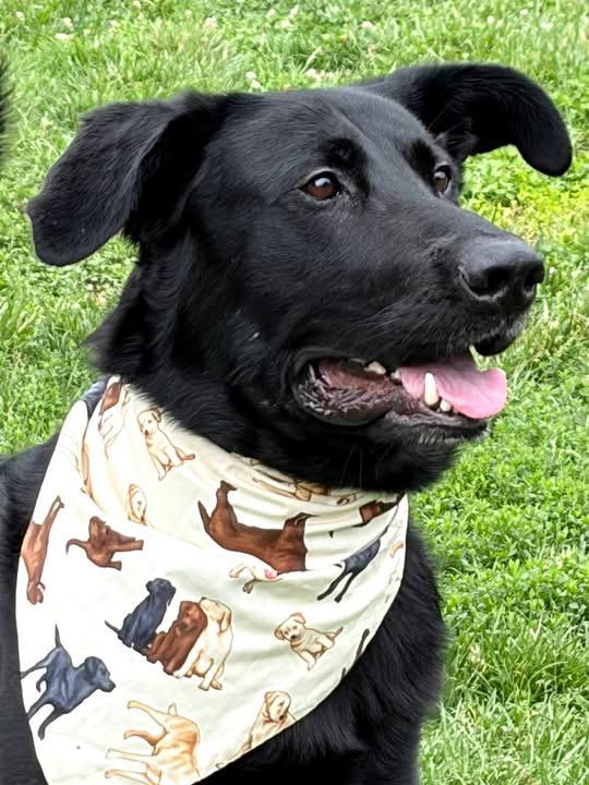 Toby, a ADOPTABLE mixed breed in Culpeper, VA image 6/6
