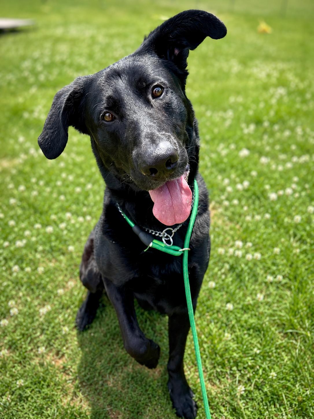 Toby, ADOPTABLE, Young Male Shepherd & Black Labrador Retriever.