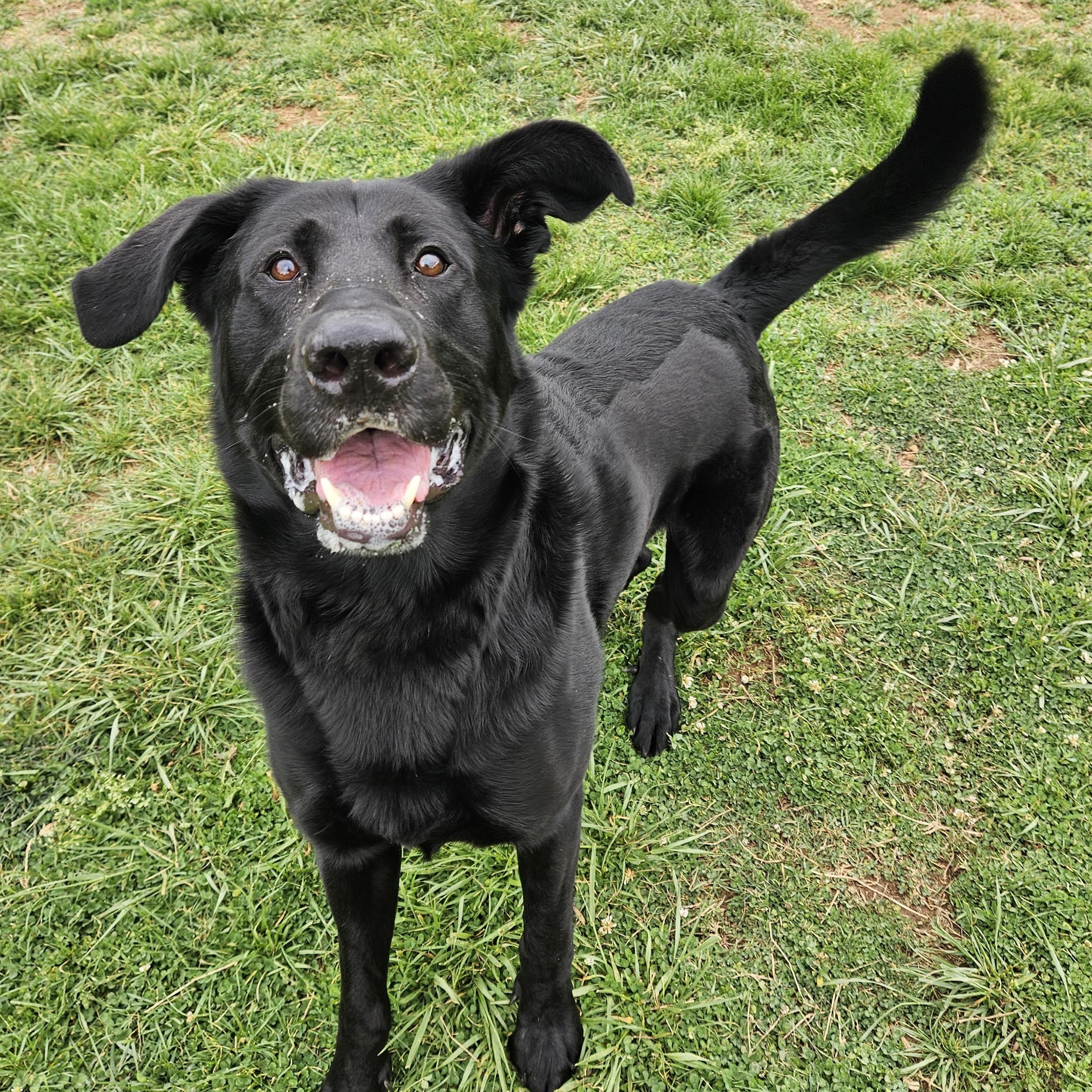 Enlarge Toby, a ADOPTABLE mixed breed in Culpeper, VA image 2/5
