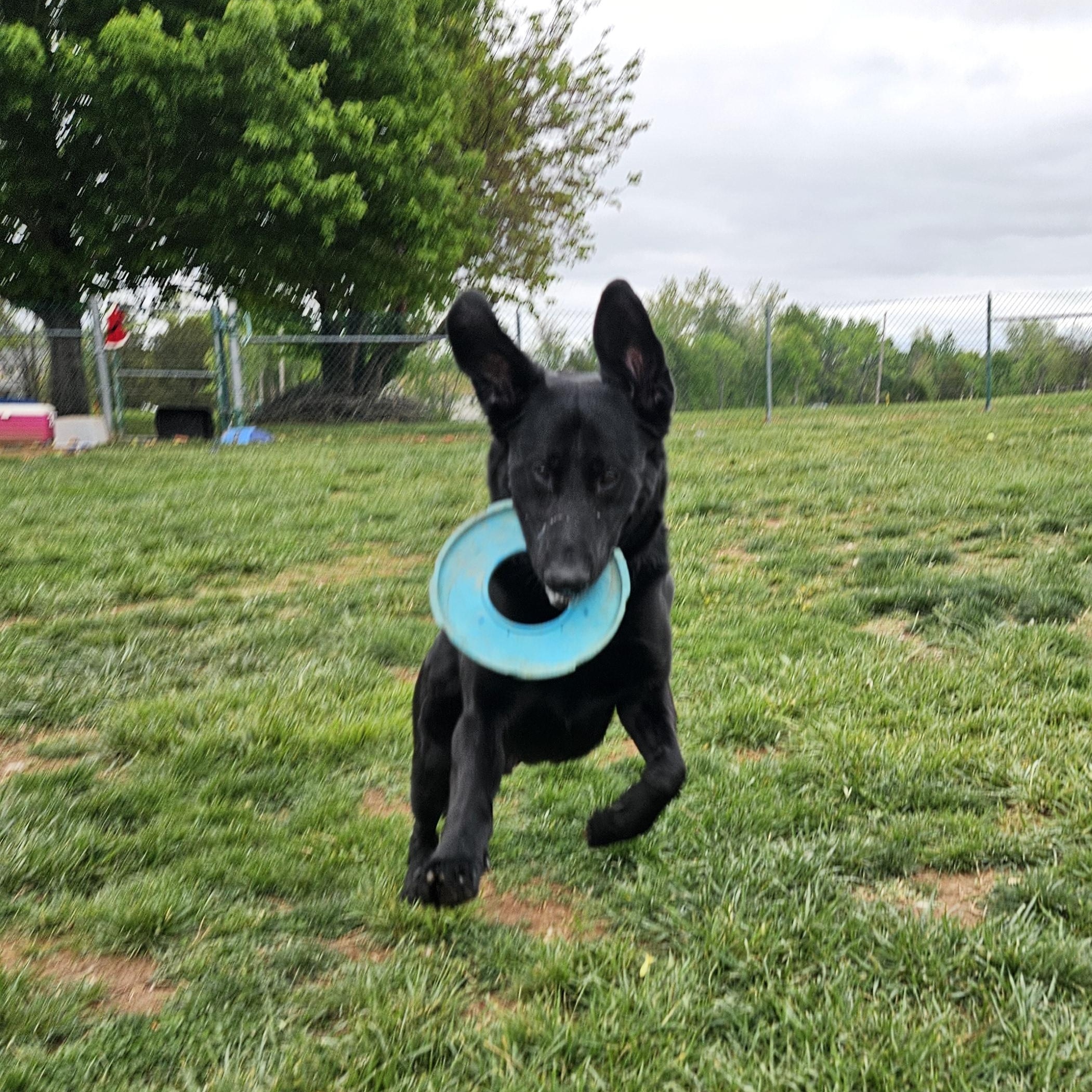 Enlarge Toby, a ADOPTABLE mixed breed in Culpeper, VA image 3/5