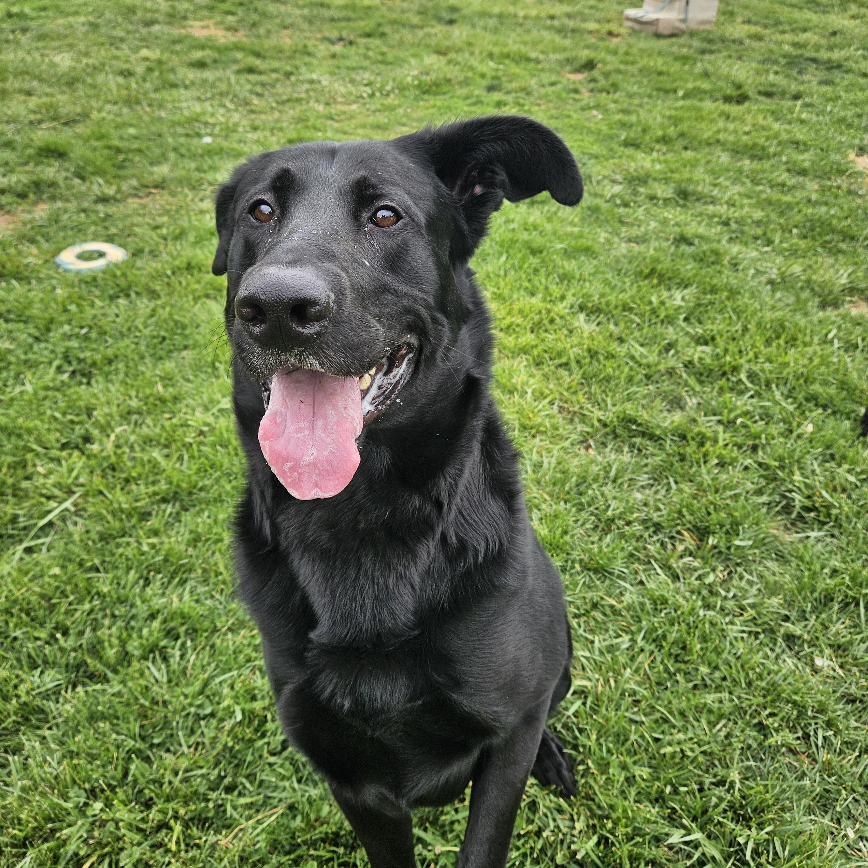 Toby, ADOPTABLE, Young Male Shepherd & Black Labrador Retriever.