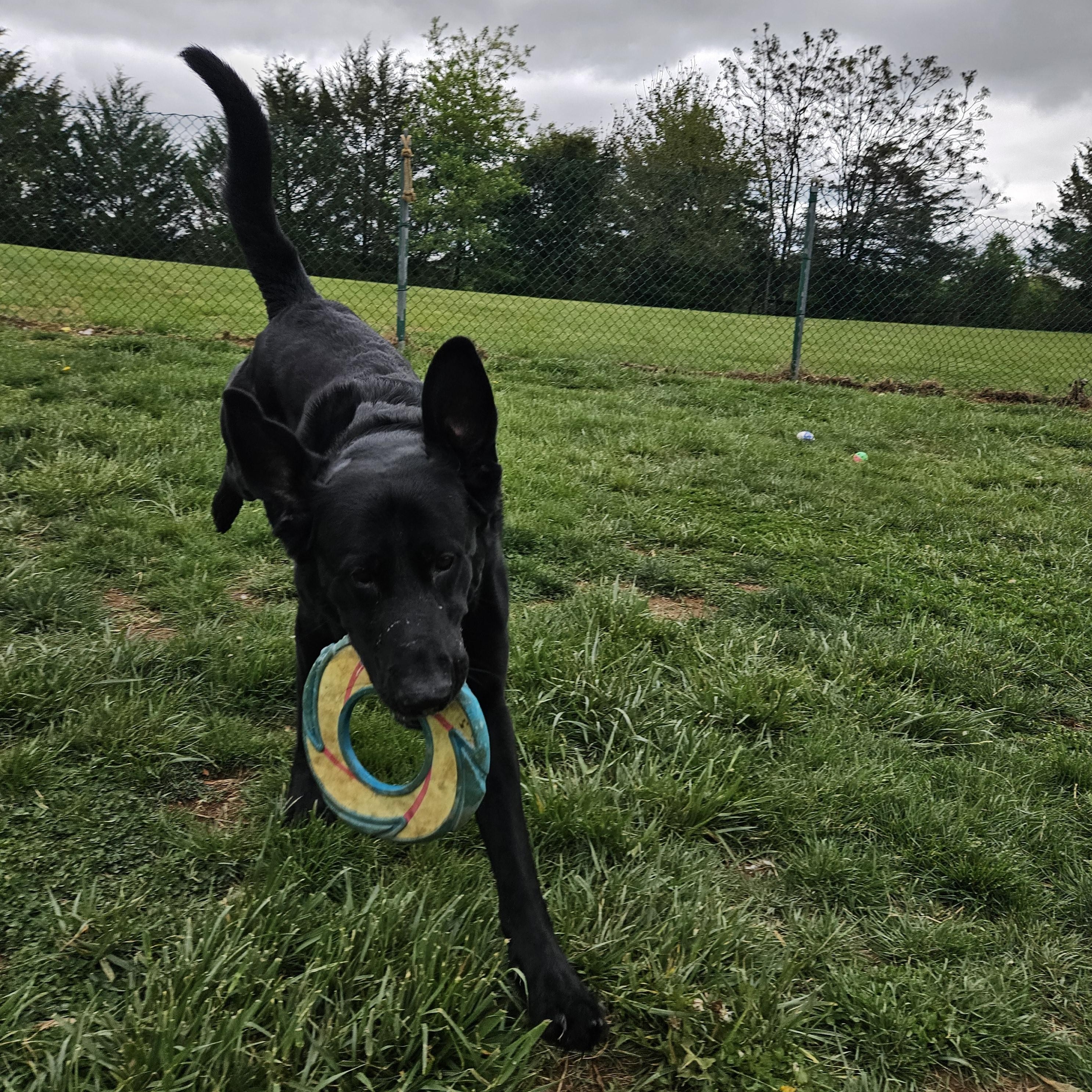 Enlarge Toby, a ADOPTABLE mixed breed in Culpeper, VA image 4/5