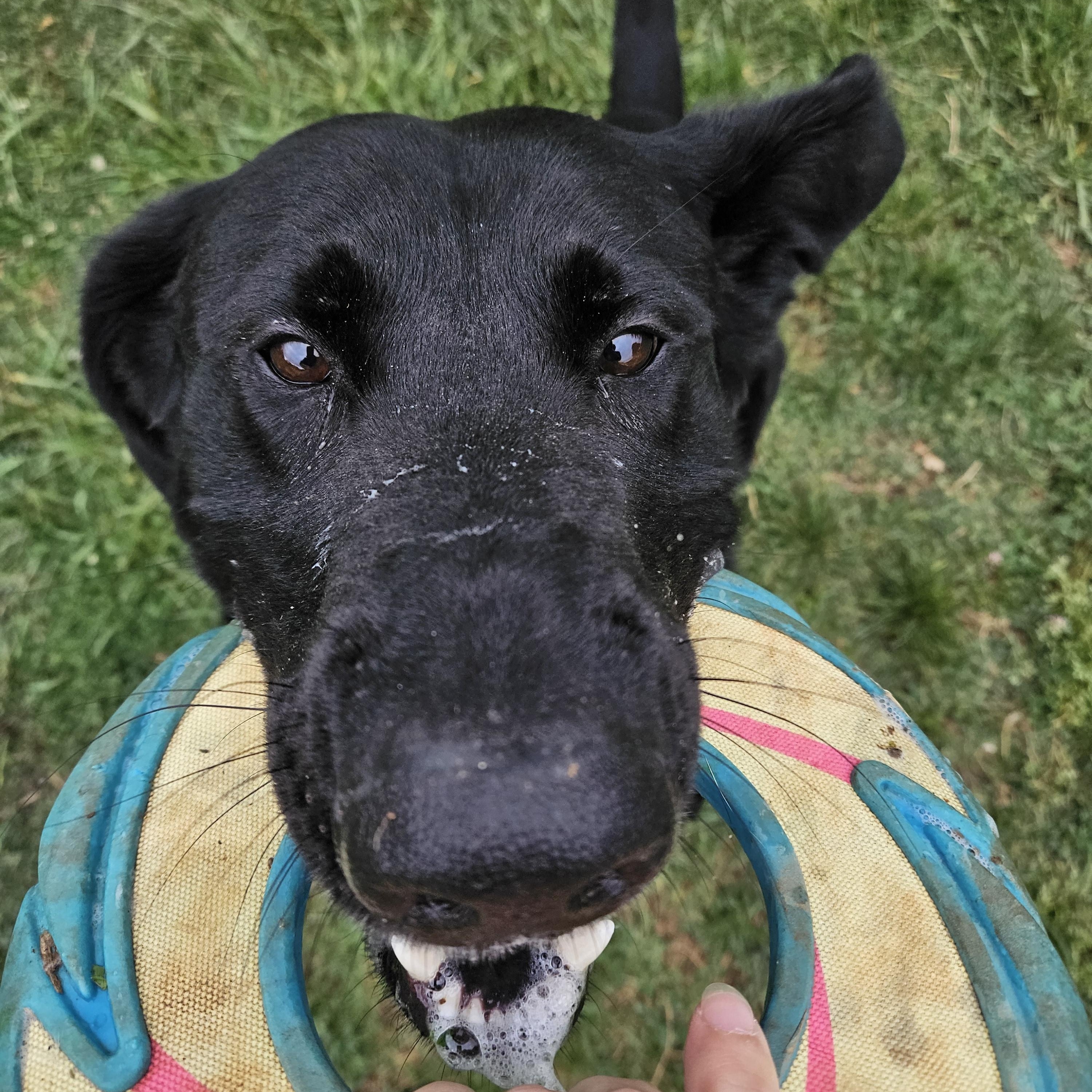 Enlarge Toby, a ADOPTABLE mixed breed in Culpeper, VA image 5/5