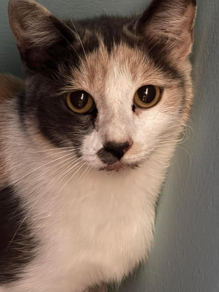 Enlarge Abby, a Adoptable mixed breed in Hardeeville, SC image 1/1