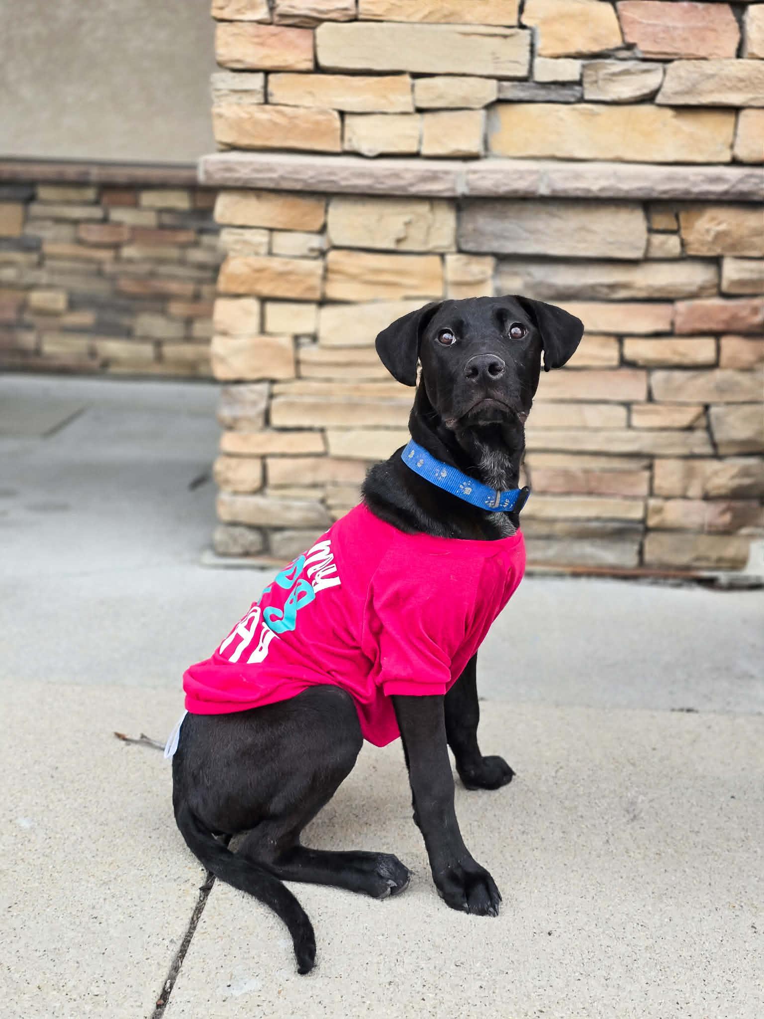 Steinbeck, Adoptable, Puppy Male Australian Cattle Dog / Blue Heeler.