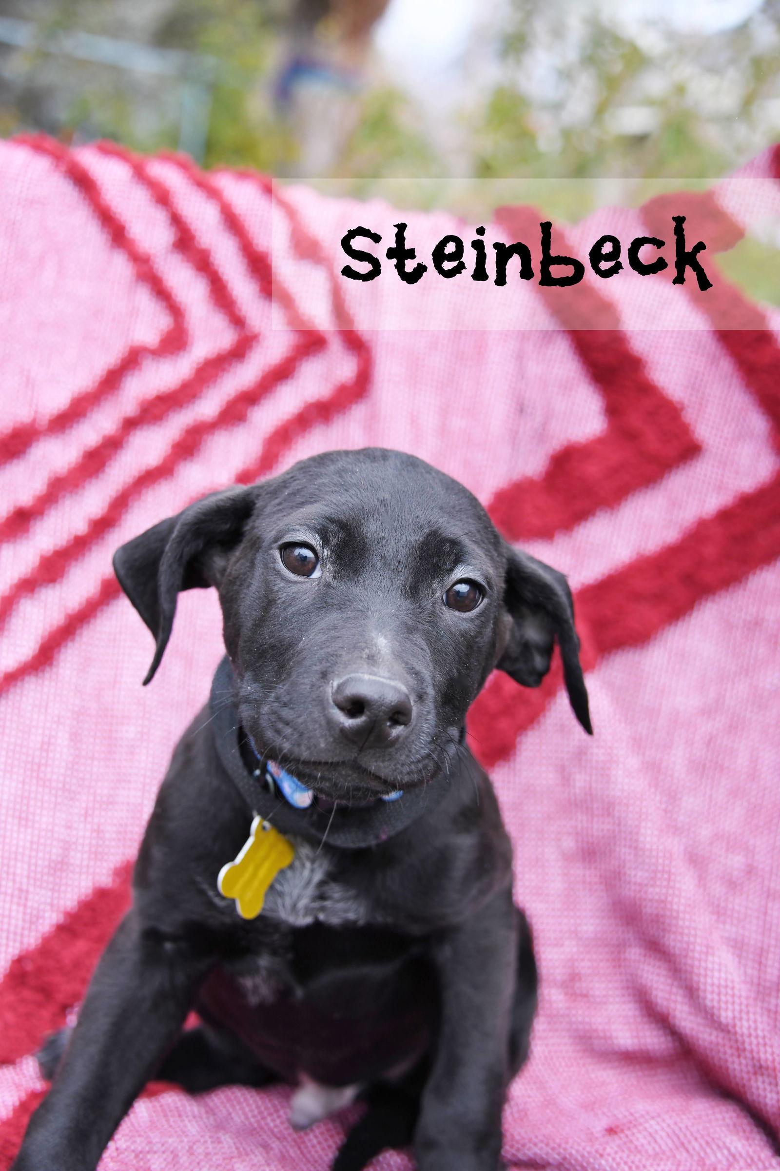 Steinbeck, Adoptable, Puppy Male Australian Cattle Dog / Blue Heeler.