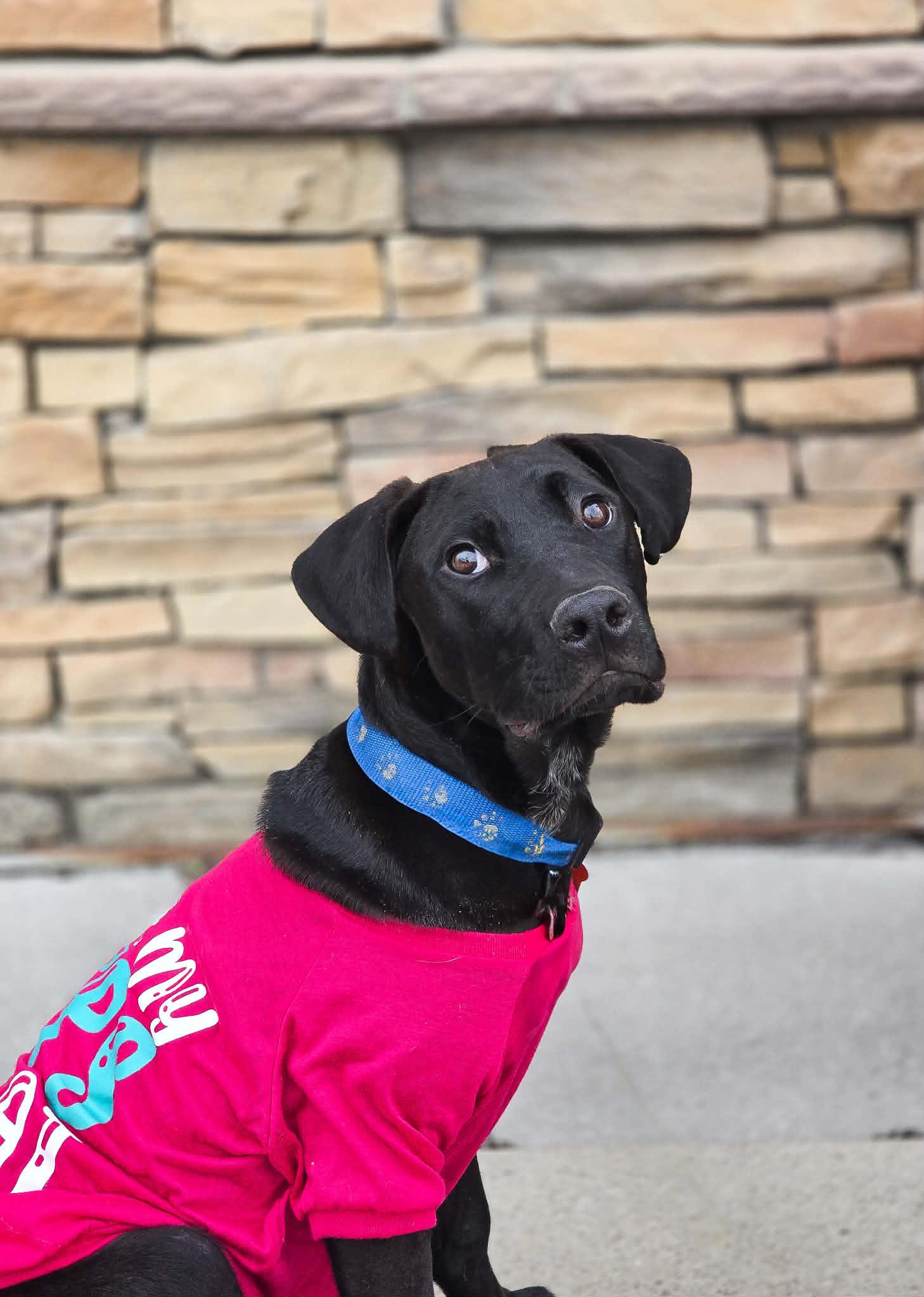 Enlarge Steinbeck, a Adoptable Australian Cattle Dog / Blue Heeler in Salt Lake City, UT image 2/3