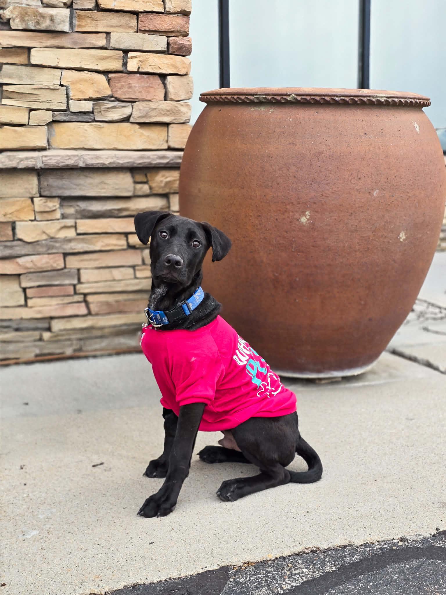 Enlarge Steinbeck, a Adoptable Australian Cattle Dog / Blue Heeler in Salt Lake City, UT image 3/3