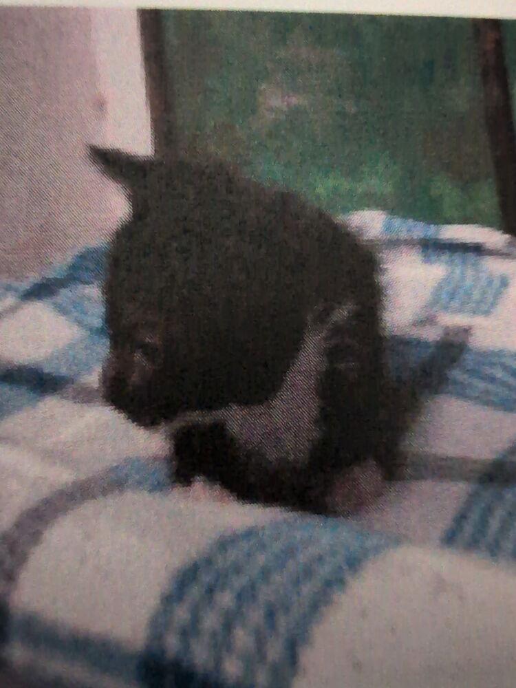 Maggie, Adoptable, Kitten Female Domestic Short Hair.