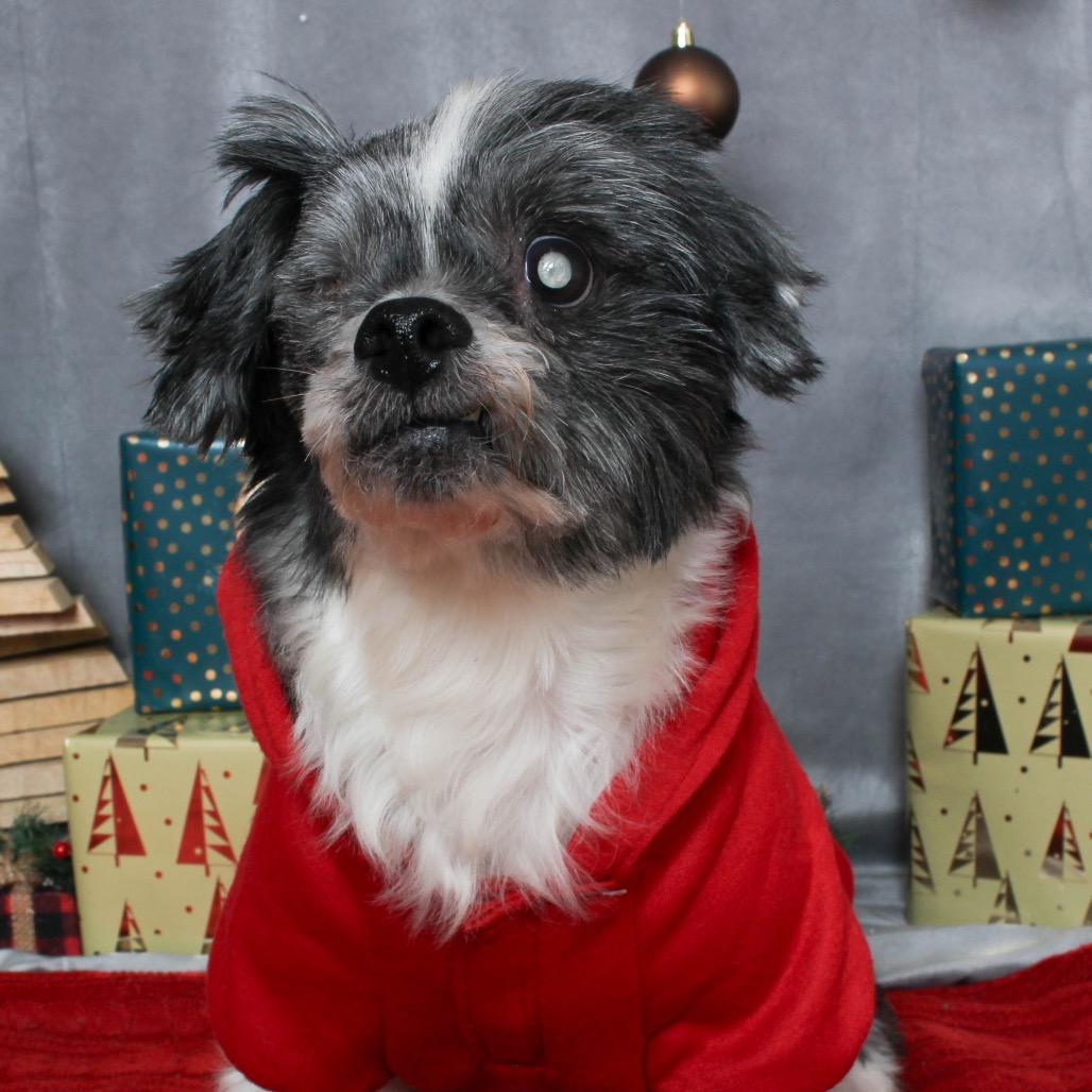 Enlarge Yoko D17184 (Sponsored), a Adoptable mixed breed in Minnetonka, MN image 1/6