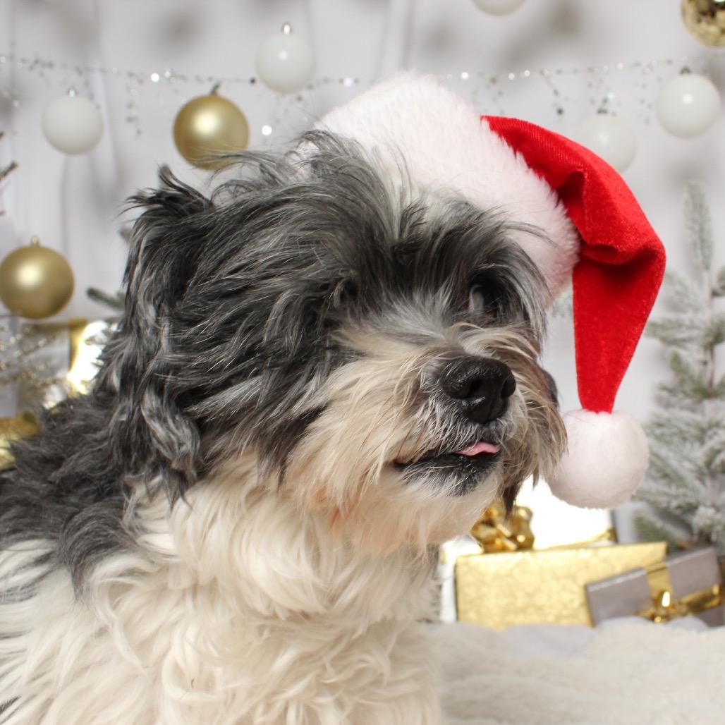 Enlarge Yoko D17184 (Sponsored), a Adoptable mixed breed in Minnetonka, MN image 2/6