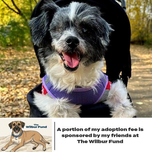 Enlarge Yoko D17184 (Sponsored), a Adoptable mixed breed in Minnetonka, MN image 3/6