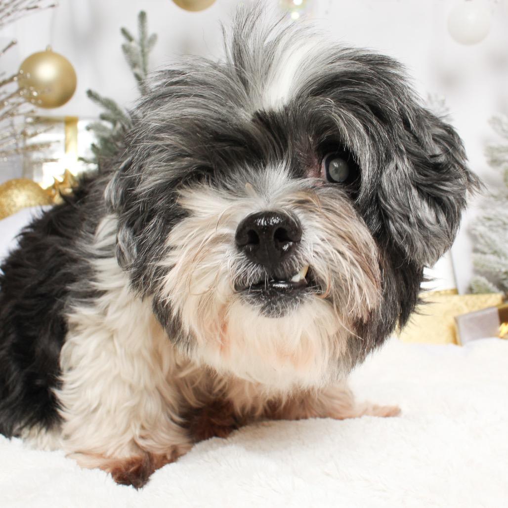 Enlarge Yoko D17184 (Sponsored), a Adoptable mixed breed in Minnetonka, MN image 4/6