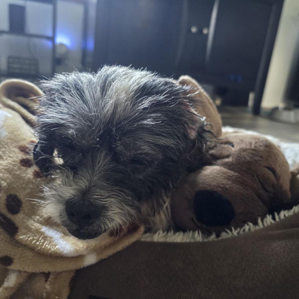 Yoko D17184, Adoptable, Senior Male Poodle & Mixed Breed.