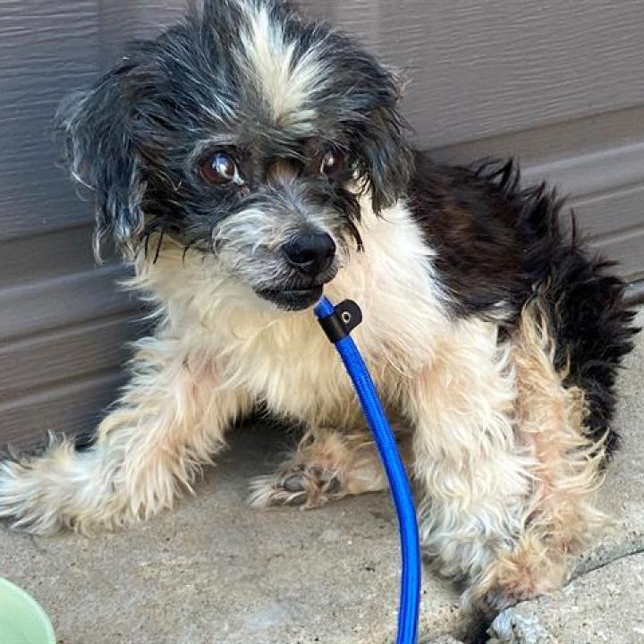 Enlarge Yoko D17184, a Adoptable mixed breed in Minnetonka, MN image 2/6