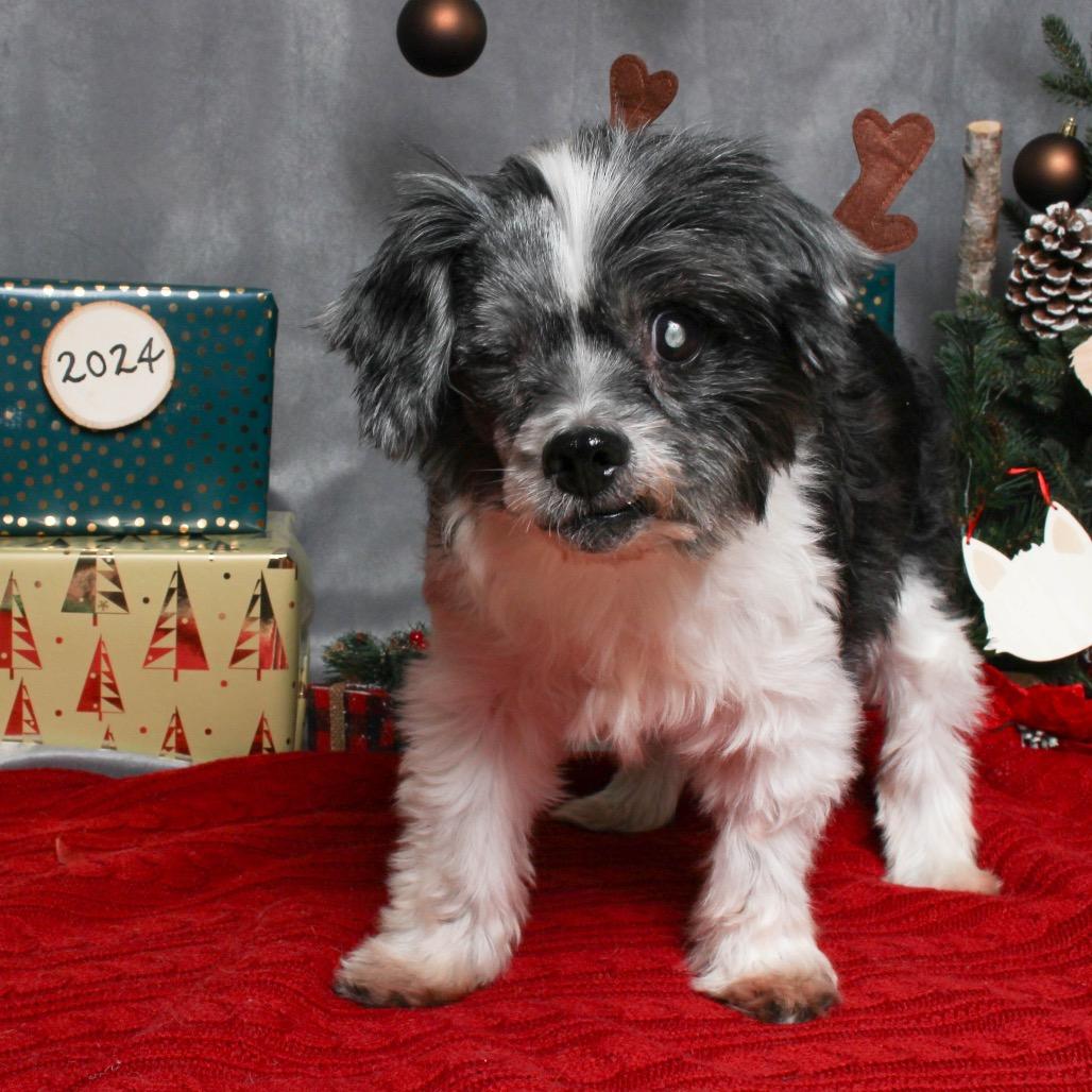 Enlarge Yoko D17184 (Sponsored), a Adoptable mixed breed in Minnetonka, MN image 6/6