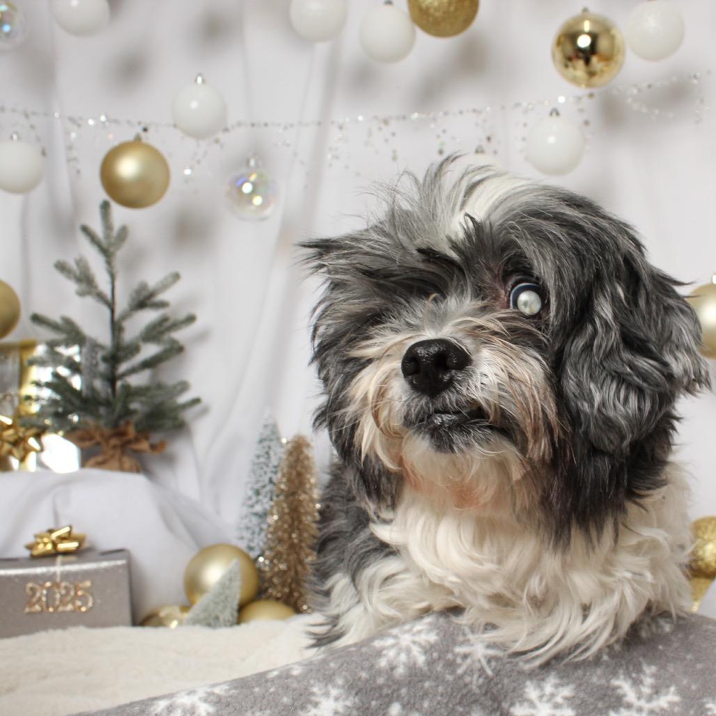 Enlarge Yoko D17184, a Adoptable mixed breed in Minnetonka, MN image 3/6