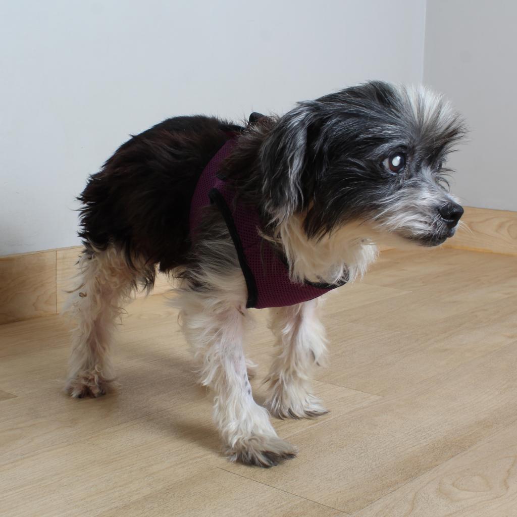 Enlarge Yoko D17184, a Adoptable mixed breed in Minnetonka, MN image 4/6