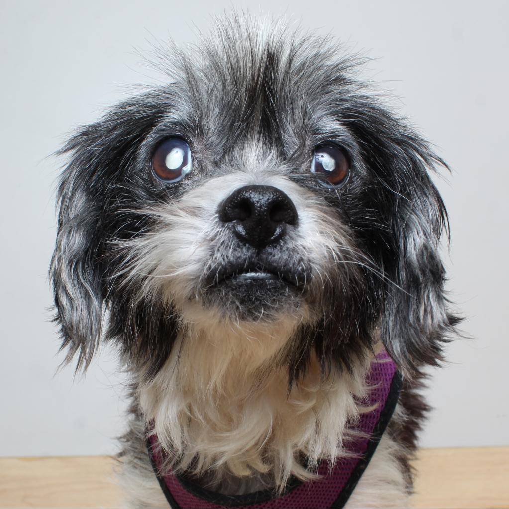 Enlarge Yoko D17184, a Adoptable mixed breed in Minnetonka, MN image 5/6