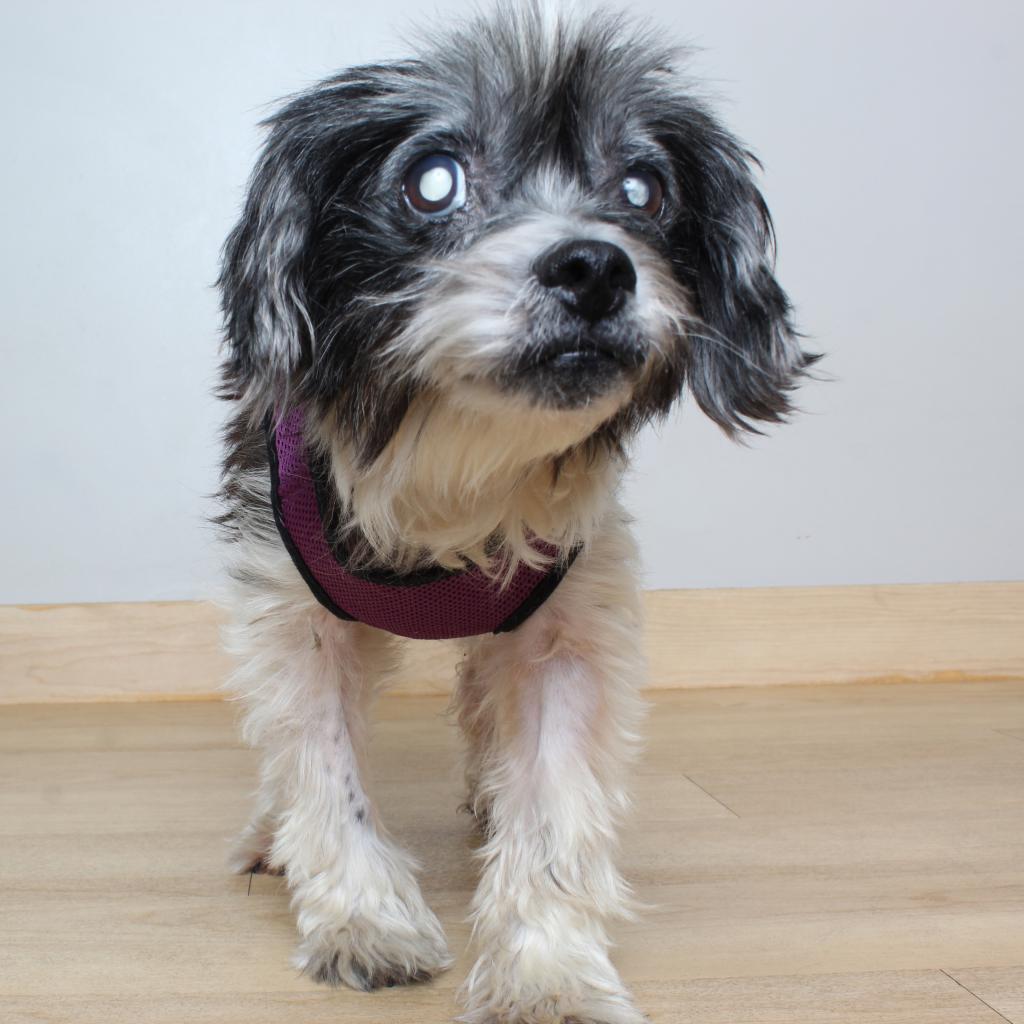 Enlarge Yoko D17184, a Adoptable mixed breed in Minnetonka, MN image 6/6