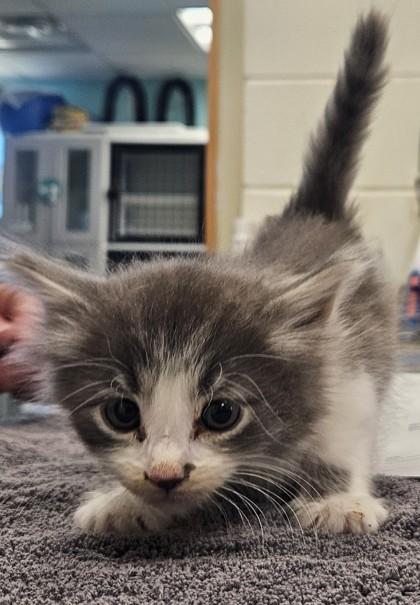Smokey, Adoptable, Kitten Male Domestic Long Hair & Domestic Short Hair.