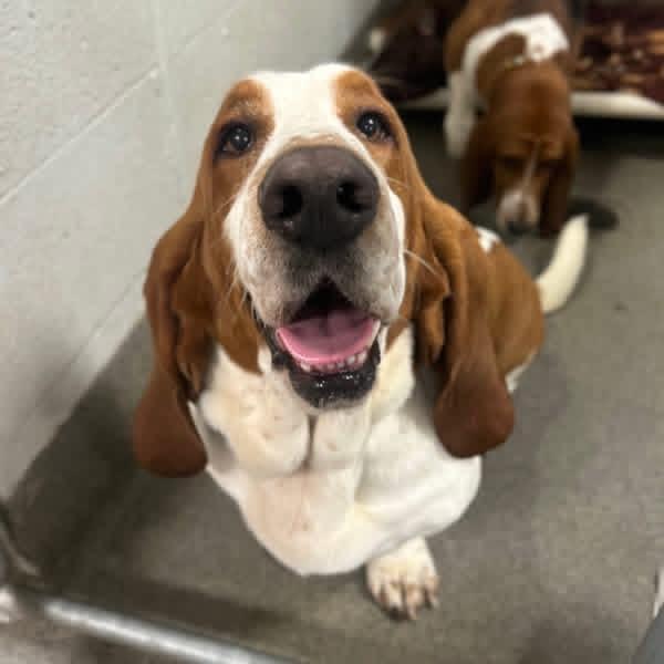 Merle, Adoptable, Adult Male Basset Hound.