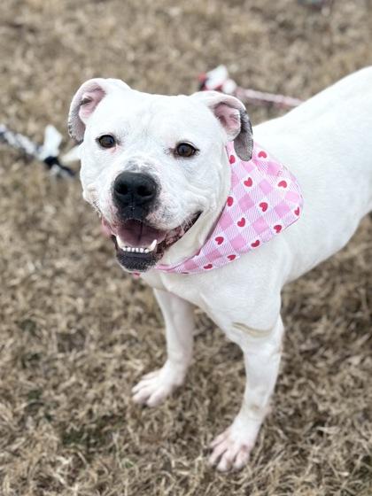 Enlarge Pearl, a Adoptable mixed breed in Bartlesville, OK image 1/3