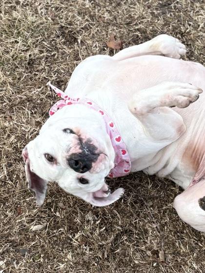 Enlarge Pearl, a Adoptable mixed breed in Bartlesville, OK image 2/3