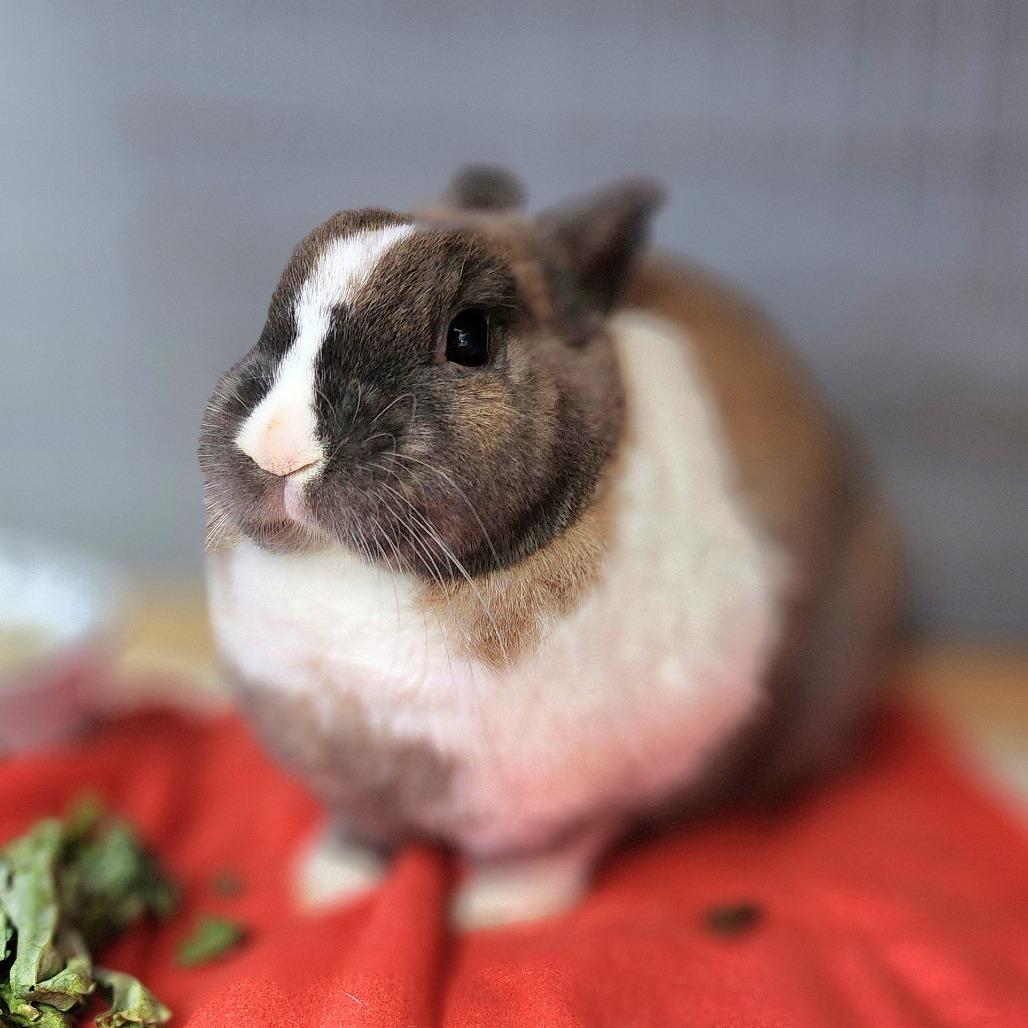 Bailey - Chino Hills Location, Adoptable, Adult Male Dutch.