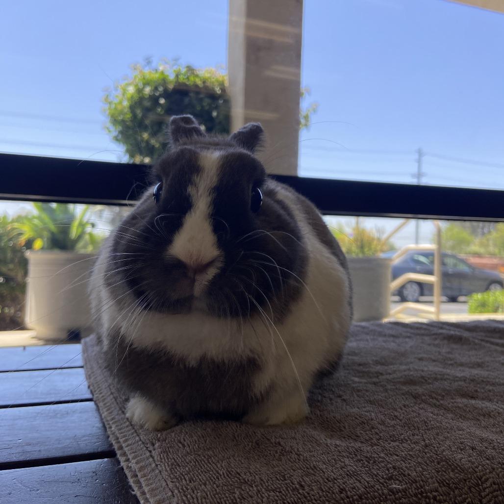 Bailey - Chino Hills Location, Adoptable, Adult Male Dutch.