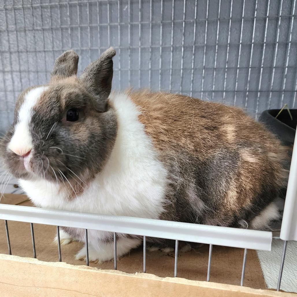 Enlarge Bailey - Chino Hills Location, a Adoptable Dutch in Chino Hills, CA image 3/6