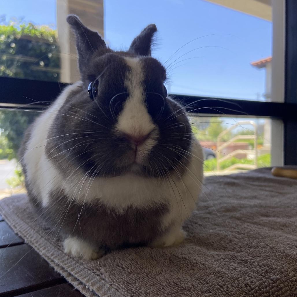 Enlarge Bailey - Chino Hills Location, a Adoptable Dutch in Chino Hills, CA image 4/6