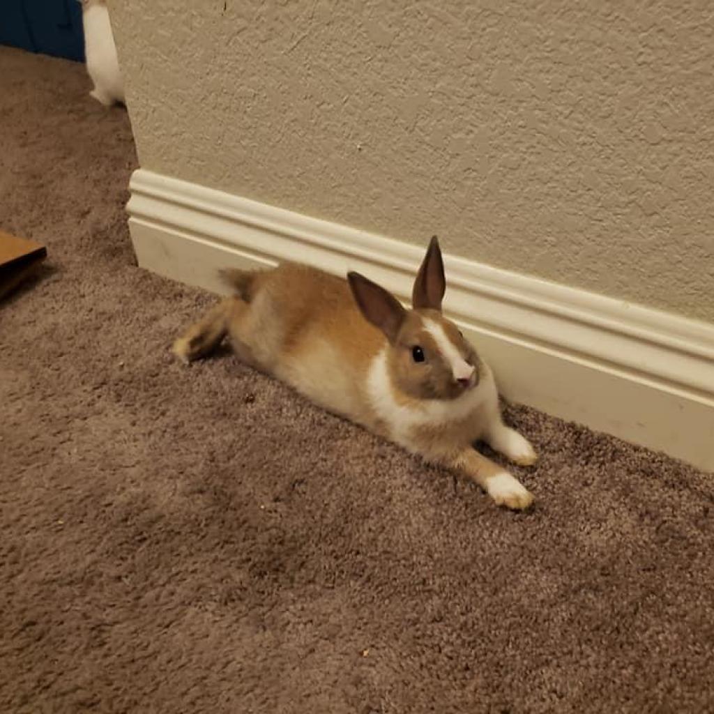 Enlarge Bailey - Chino Hills Location, a Adoptable Dutch in Chino Hills, CA image 5/6