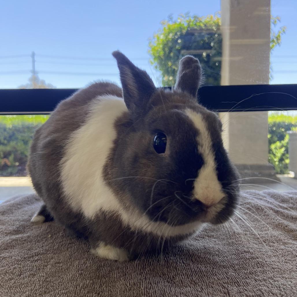 Enlarge Bailey - Chino Hills Location, a Adoptable Dutch in Chino Hills, CA image 6/6