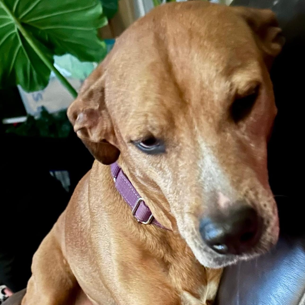 Enlarge 2123 Martha Stewart, an adopted mixed breed in Springfield, MO image 2/4