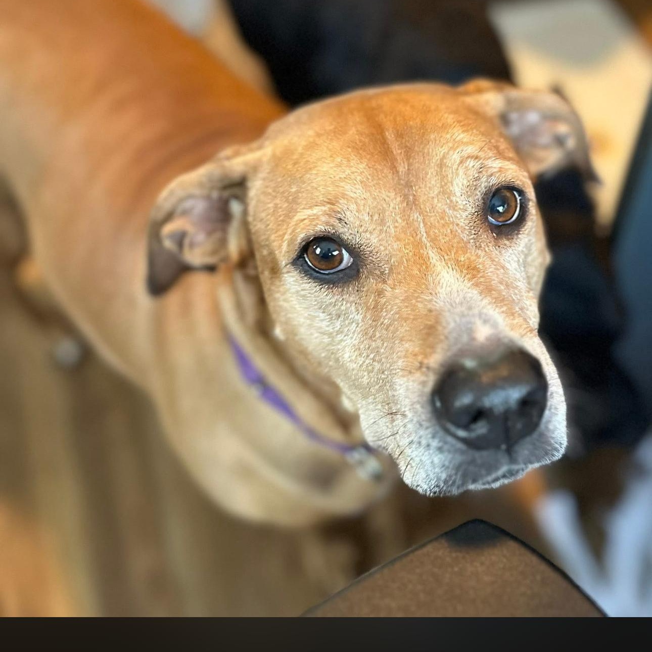 Enlarge 2123 Martha Stewart, an adopted mixed breed in Springfield, MO image 3/4