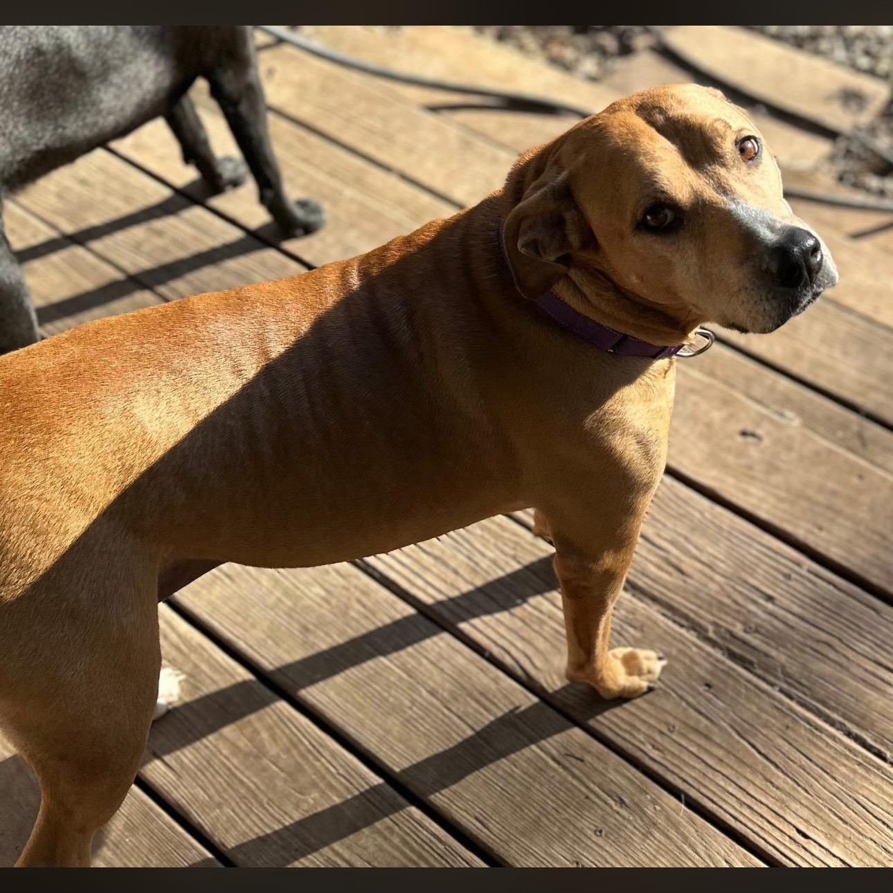 Enlarge 2123 Martha Stewart, an adopted mixed breed in Springfield, MO image 1/4