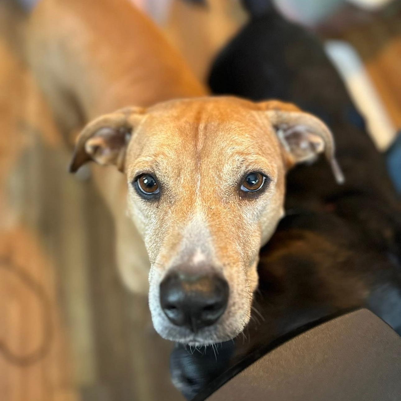 Enlarge 2123 Martha Stewart, an adopted mixed breed in Springfield, MO image 4/4