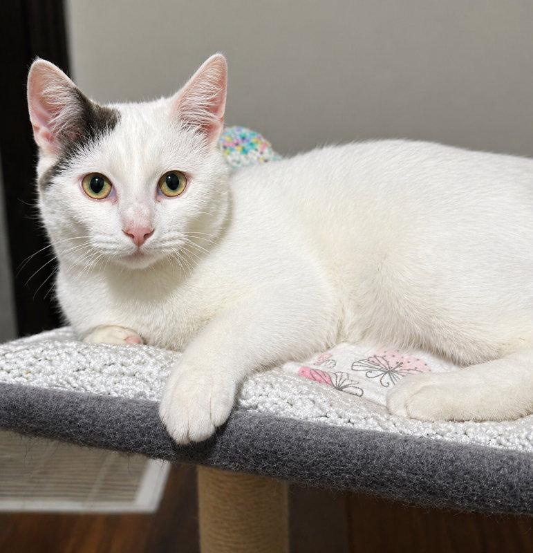 Tripp, Adoptable, Young Male Domestic Short Hair.